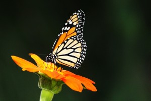 Monarch On Tithonia